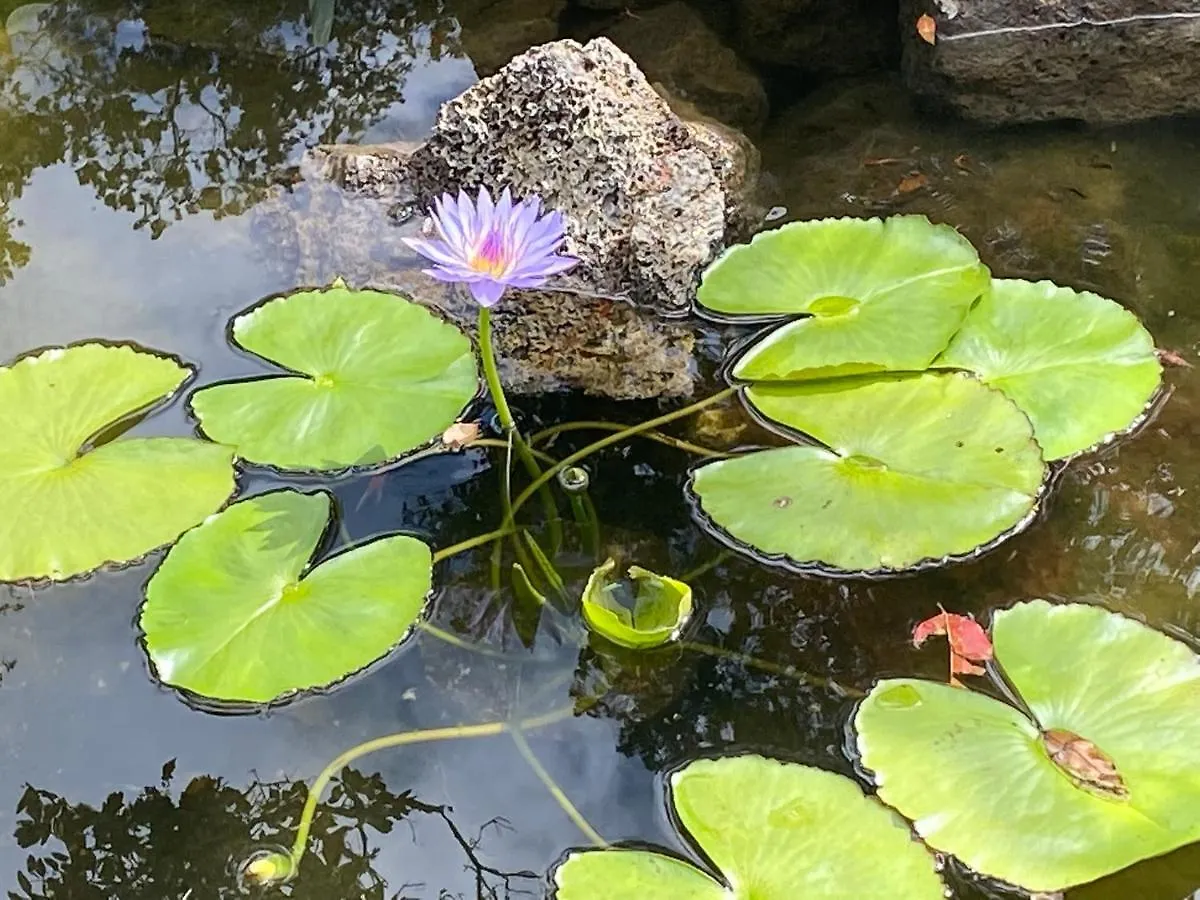 Villa Peaceful Sanctuary In Hawaiian Cloud Forest Kailua-Kona United States
