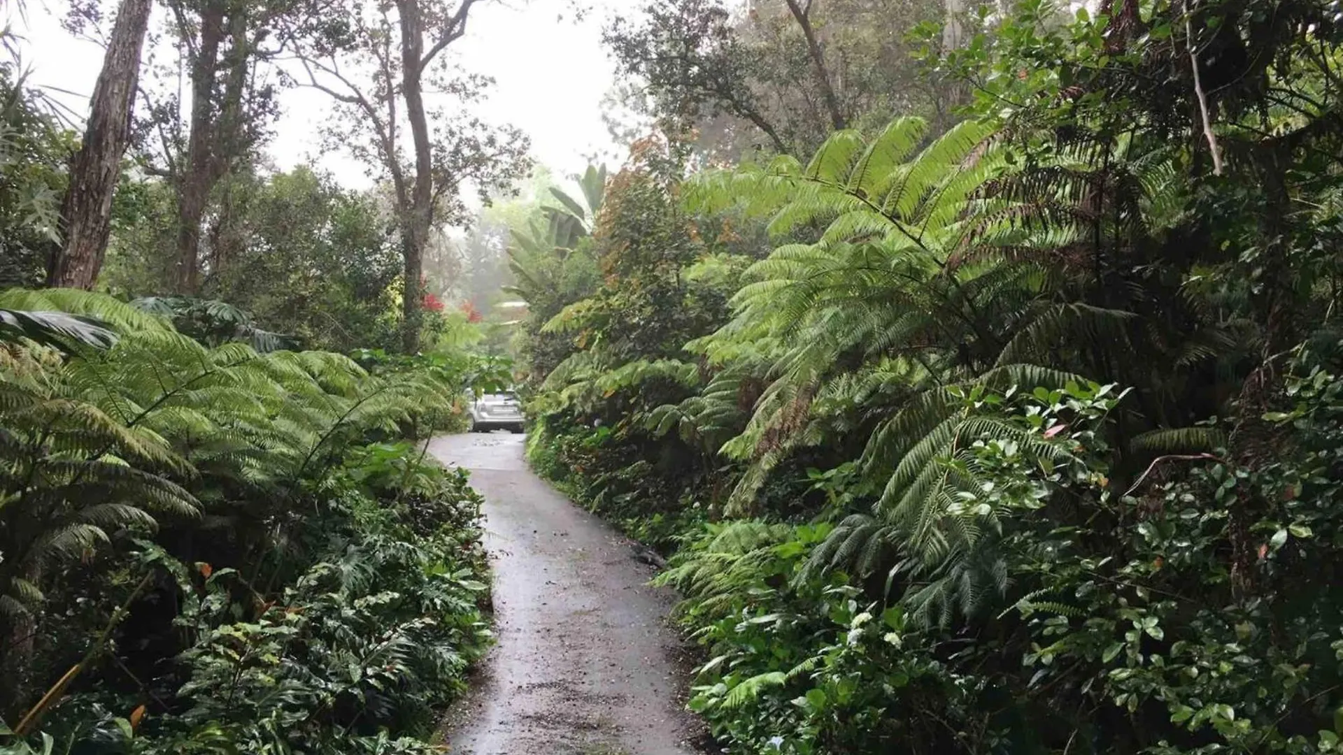 קאילואה-קונה Peaceful Sanctuary In Hawaiian Cloud Forest ארצות הברית